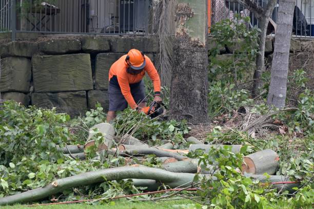 Best Tree Removal  in Beale Af, CA