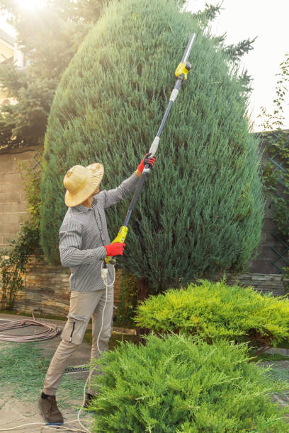How Our Tree Care Process Works  in  Beale Af, CA