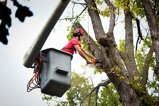 Best Tree Risk Assessment  in Beale Af, CA